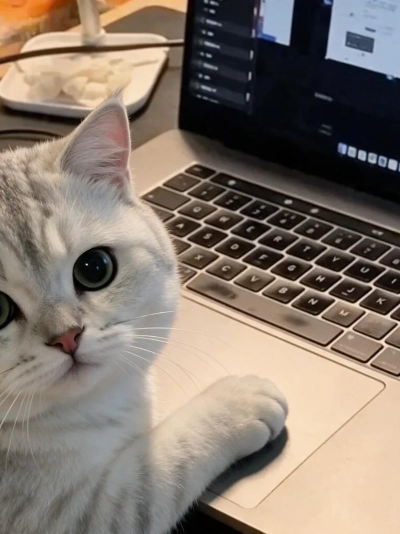 Silver tabby cat at a laptop with one paw resting on the trackpad