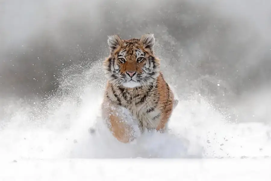 中央に入ったストックフォトのロゴ文字を、舞う雪と毛並みをにじませずに削除 — 編集後