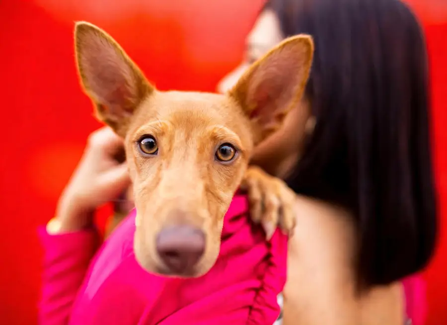 Woman holding a dog, preview marks cleared from fur and skin